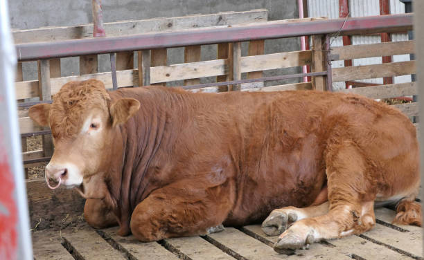 красный лимузин бык с кольцом в носу - ayrshire cattle стоковые фото и изображения