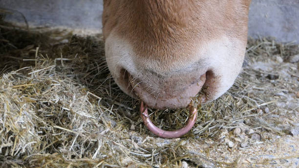 красный лимузин бык с кольцом в носу - ayrshire cattle стоковые фото и изображения