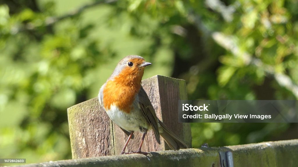 Robin Henry Shell Robin Feeding From Insect Coconut Suet Shell At A Table Stock Photo ...