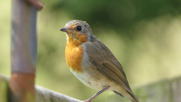 istock Robin sitting on a fence 1472843371