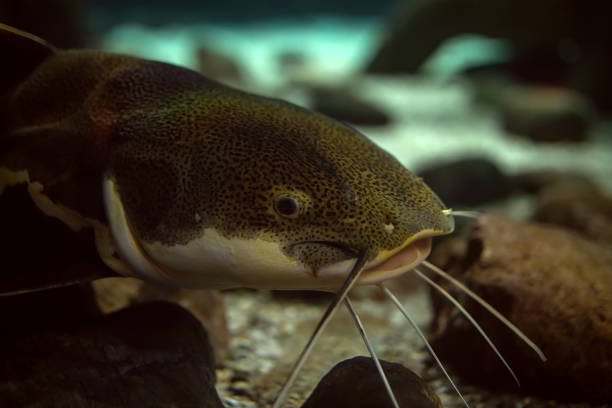 istock head of a catfish in an aquarium 1472843377