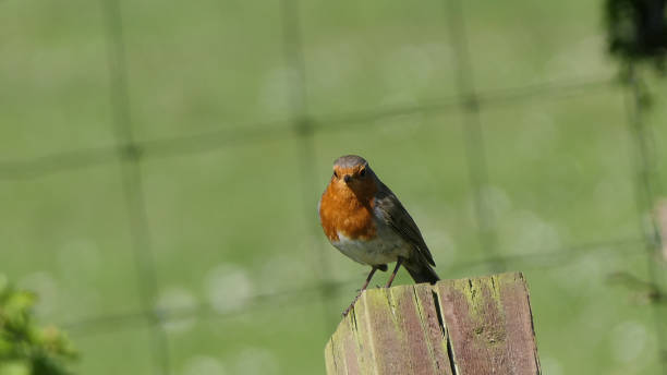 istock Robin sitting on a fence 1472843380
