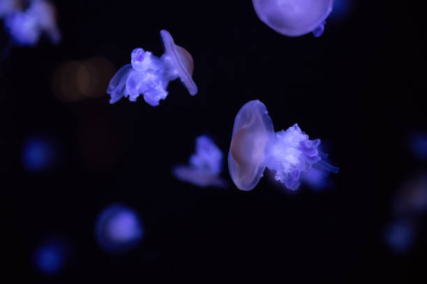 istock Jellyfish Swimming In Aquarium 1472843393