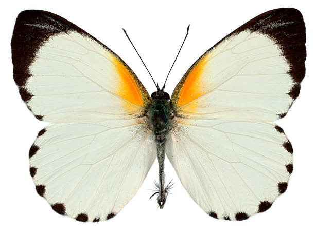 istock Tropical Butterfly, Viewed From Top Down On White Background 147284364