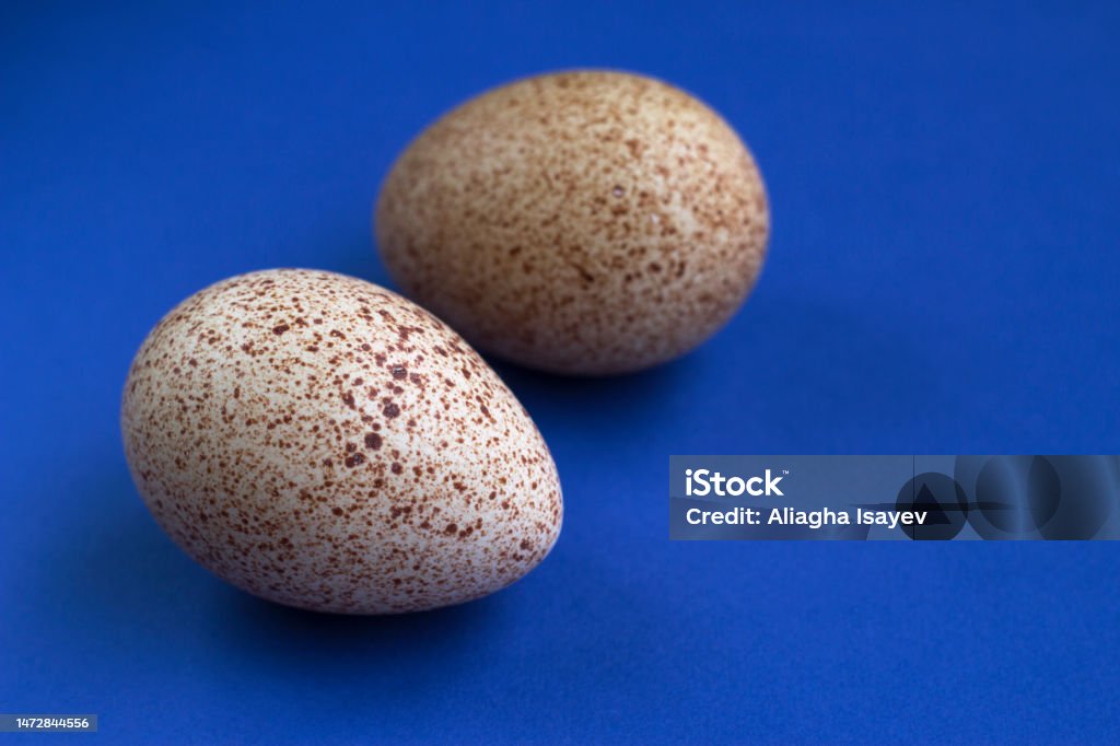 a pair of fresh turkey eggs a pair of fresh turkey eggs on the blue background - close up with copy space, healthy food Animal Egg Stock Photo