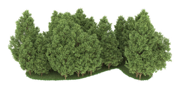 istock Forrest arrangement isolated on background. 3d rendering - illustration description 1472845070