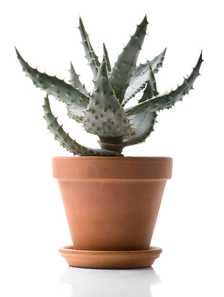 istock House Plant - Aloe 147284509