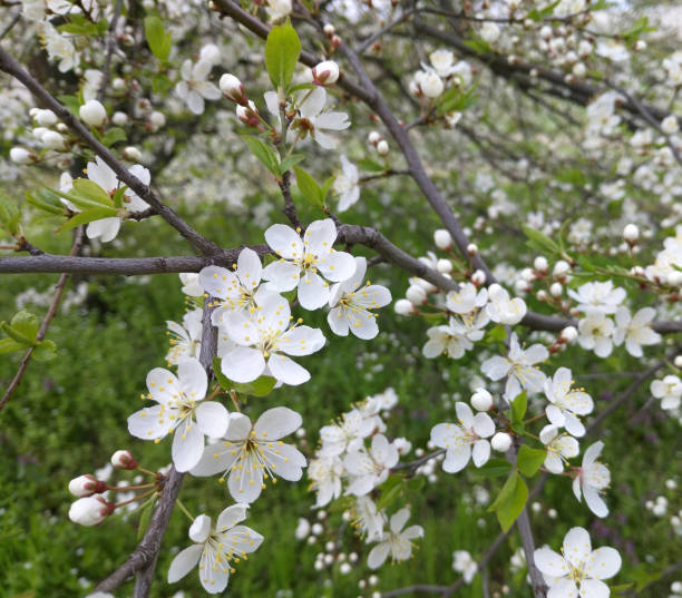 istock beautiful branches of white cherry blossoms on a tree under blue sky 1472846299