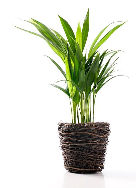 istock House Plant  - Yellow Butterfly Palm 147284700