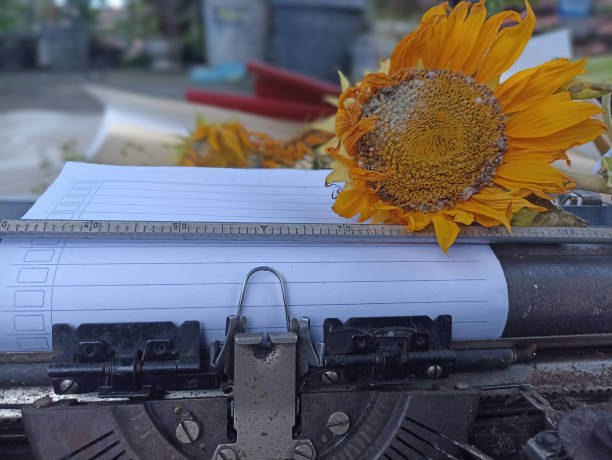 istock Old typewriter with blank paper and dry sunflower. 1472848053