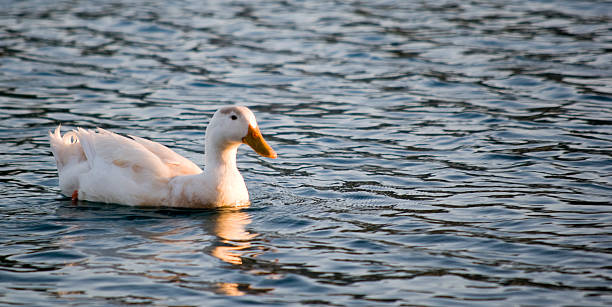 istock Duck in the water 3 147284820