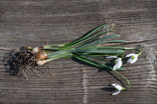 A bunch of snowdrops in bloom lies on a background of weathered wood. The snowdrops are still on the bulbs and roots which can be clearly seen.