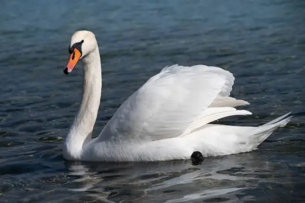 Photo of A white mute swan swims on a calm body of water. The water is blue. The swan has slightly raised its wings.