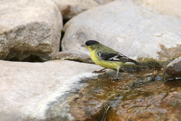 istock Lesser Goldfinch (male) (spinus psaltria) standing in a rocky stream 1472851434