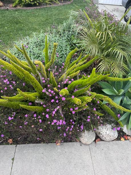 istock nature scene in california 1472851540