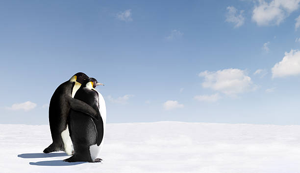 Penguin Love stock photo