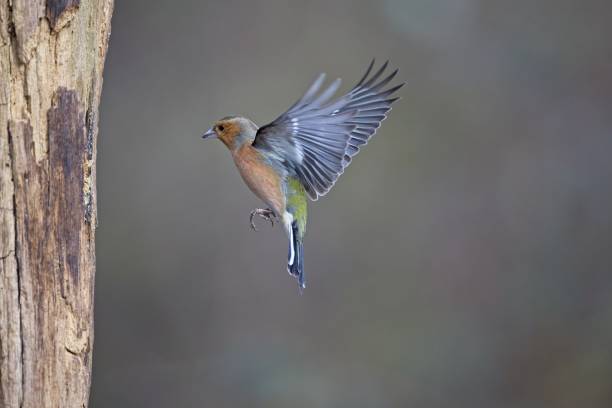istock Linnet hovering in front of oak tree in nice soft winter light with dark background; bird; colour; winter; grey; dark; RSPB; Leeds wildlife; yorkshire; nature; tree; branches; woods 1472852455