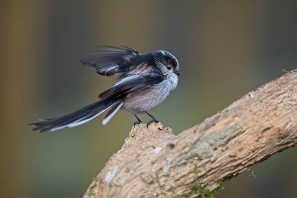 istock Long tail tit spreading wings on branch in winter day 1472852558