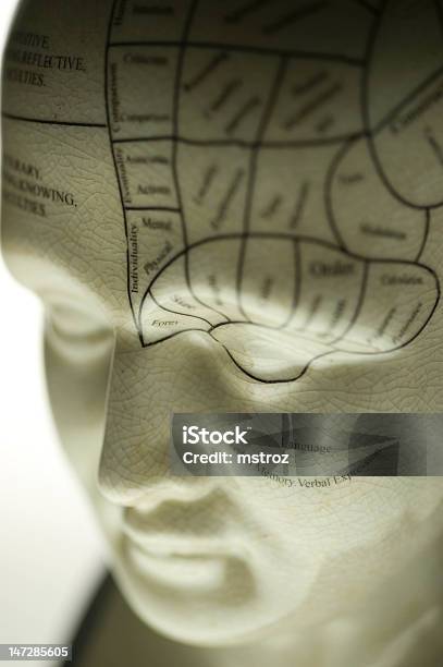 Rzeźba Phrenology - zdjęcia stockowe i więcej obrazów Głowa frenologiczna - Głowa frenologiczna, Neurobiologia, Biały