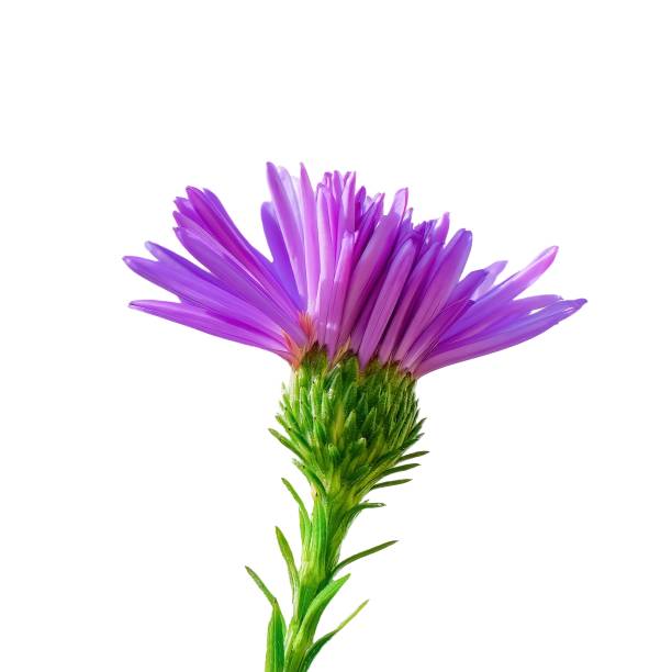 istock beautiful purple flower isolated on white background. 1472856563