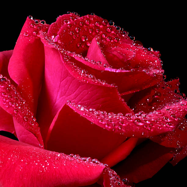 Red Rose stock photo
