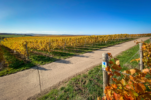 Flonheim, Germany - October 31, 2020: Panoramic view of vineyards with sign of hiking trail Hiwweltour Aulheimer Tal, Rhine Hesse, against blue sky