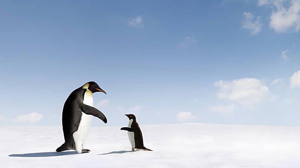 istock Mother and baby penguin making contact 147285734