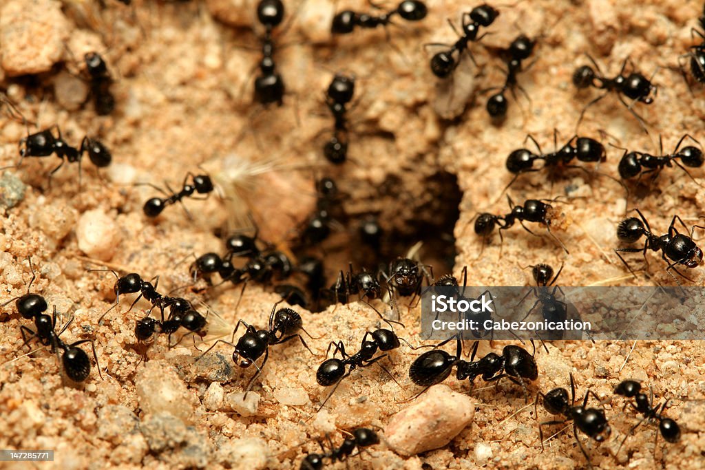 Black ants - Foto de stock de Hormiguero libre de derechos