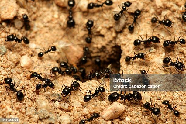 Black Ants Foto de stock y más banco de imágenes de Hormiguero - Hormiguero, Hormiga, Hormiga negra