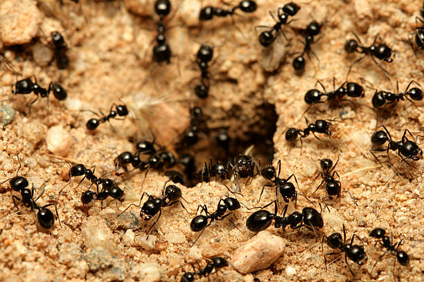 Black ants A macro shot of black ants working together. ant stock pictures, royalty-free photos & images