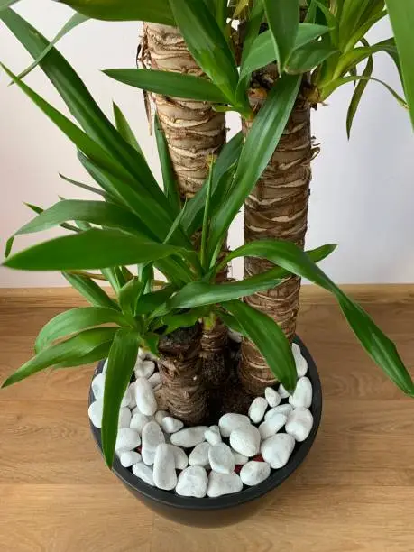 Beautiful indoor palm plant on the floor top view. Dark grey pot with decorative white stones