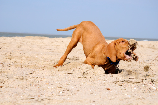 Visla puppy playing with sand at the beach.
