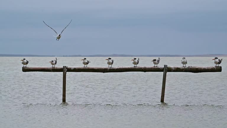 Crested Tern (Thalasseus bergii)