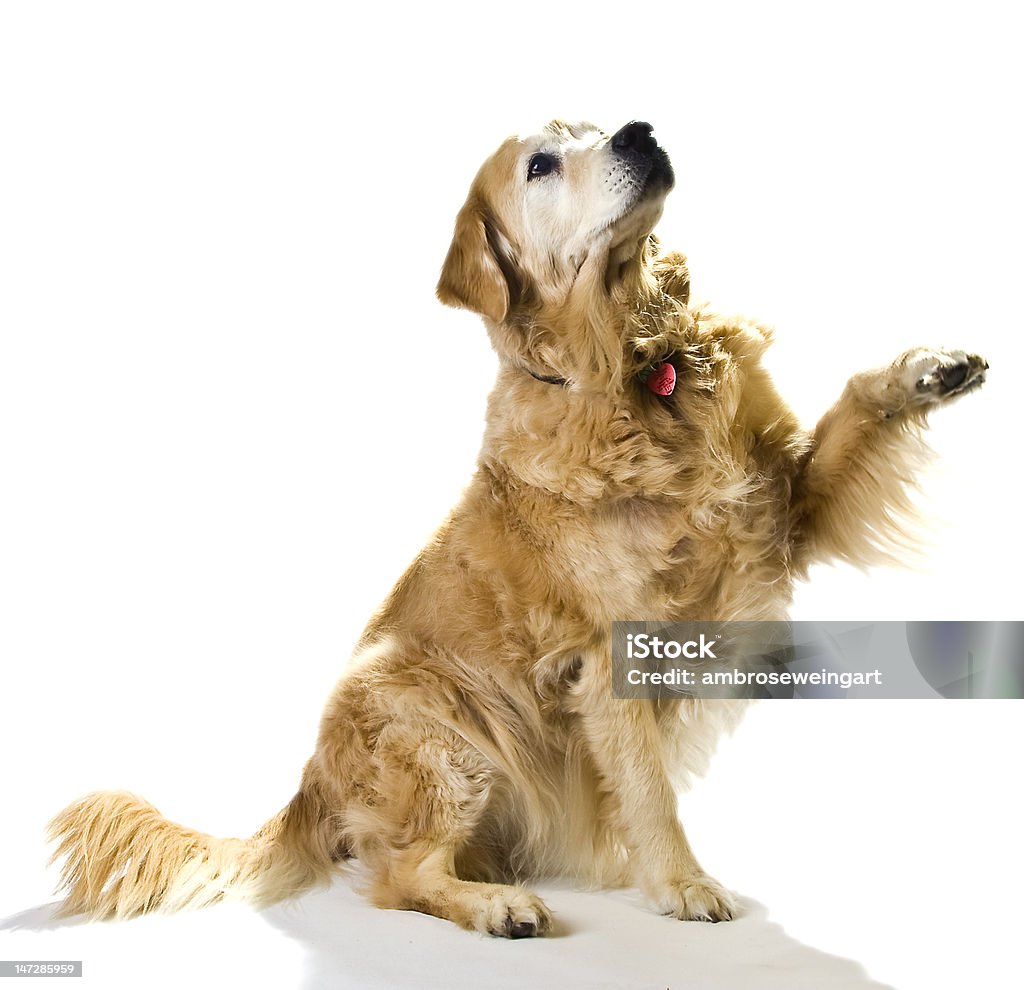 Implorando Labrador Dourado - Foto de stock de Implorar royalty-free