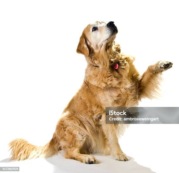 Foto de Implorando Labrador Dourado e mais fotos de stock de Implorar - Implorar, Labrador Dourado - Cão de Busca, Amarelo