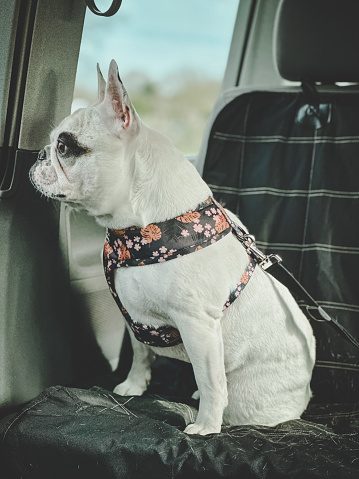 Frenchie dog travels in car backseat with safety harness