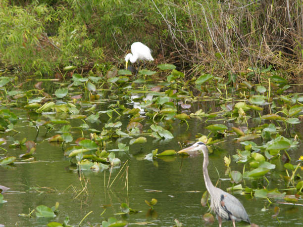 istock Birds in the Everglades 1472860786
