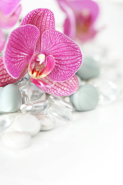 istock Orchid laying on stones 147286085