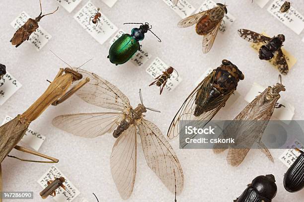 Insekten Von New Englandentomological Kollektion Stockfoto und mehr Bilder von Insekt - Insekt, Sammlung, Laborprobenständer