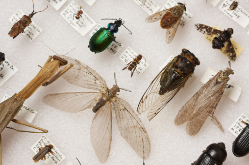 New England has a remarkable diversity of insects.  In the spring and summer, billions of insects emerge in their adult forms in order to reproduce.  In this picture: a praying mantis, a cicada, an iridescent beetle, a pentatomid bug, several flies, and some other interesting finds.  All of these insects were collected in Connecticut.