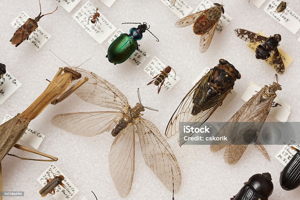 Insetos de Nova Inglaterra-Entomological colecção - Royalty-free Inseto Foto de stock