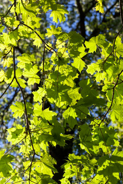 istock Thin maple foliage in sunlight in spring season 1472861766