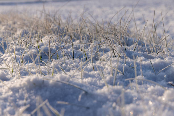 istock Grass covered with snow and ice in winter 1472861797
