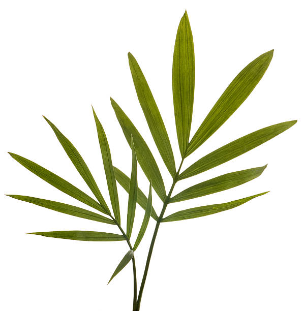 istock Green Bamboo Leaves Isolated on White. 147286192
