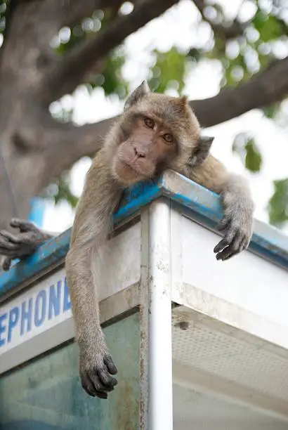 Monkey resting on a telephonebooth