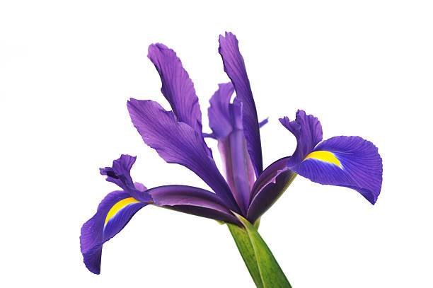 istock Purple Dutch Iris isolated on white background 147286311