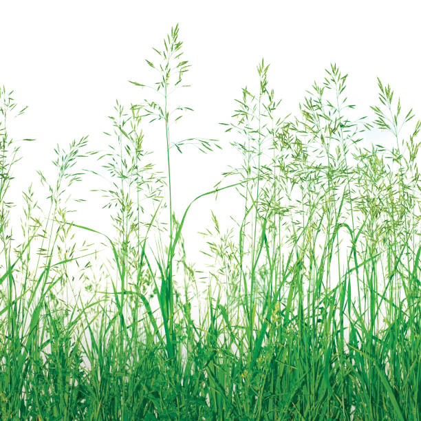 istock Detailed Abstract Bright Meadow Grass Texture Pattern, Large Detailed Vertical Isolated Textured Macro Closeup, White Copy Space Background 1472864454
