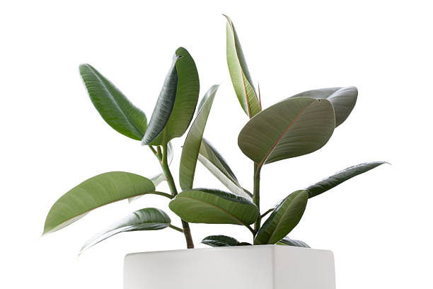 istock House Plant - Ficus 147286460