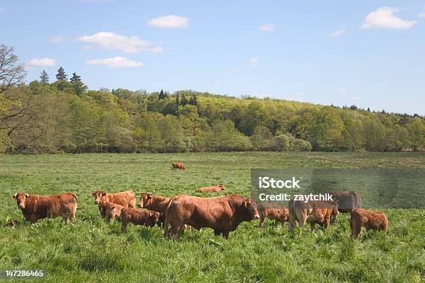 Red Bull And Cow Stock Photo - Download Image Now - Agricultural Field, Agriculture, Animal