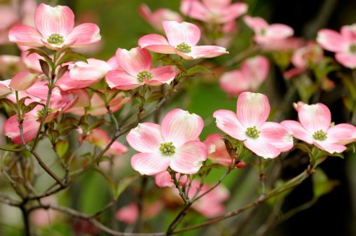 Flower close-up of Pink Flowering Dogwood